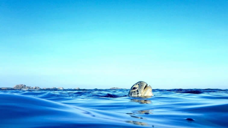 turtle in the sea surfacing for air sri lanka
