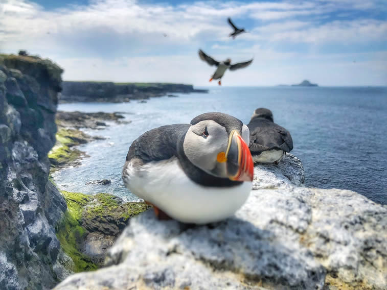 The puffins on Lunga in Scotland’s Treshnish Isles