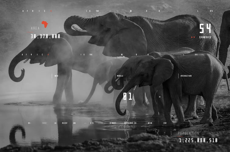 Africa website Concept Design elephants