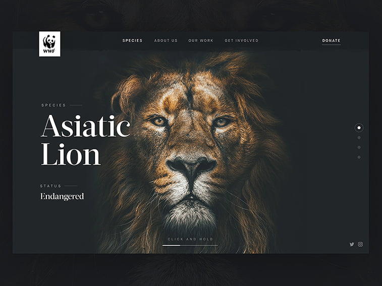 WWF Header Concept lion hero image