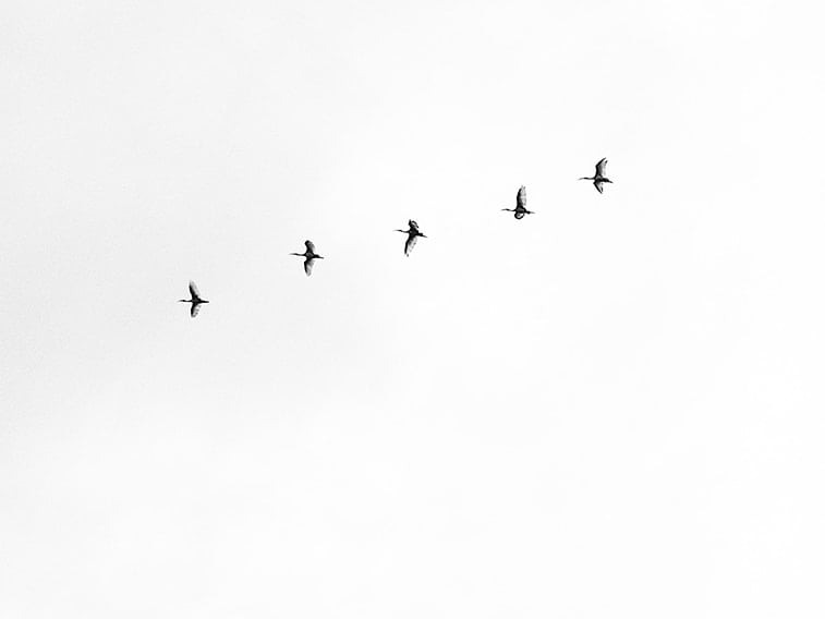 wallpaper desktop minimalism birds flying