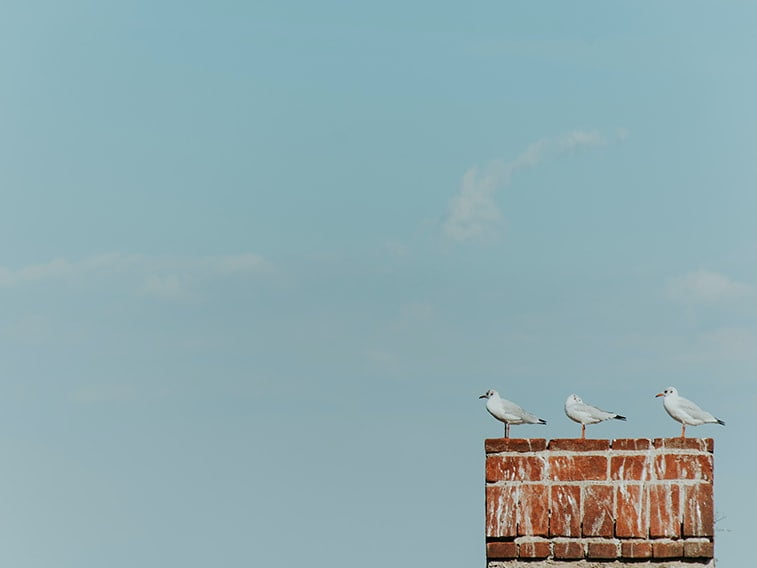 wallpaper desktop minimalism chimeny birds