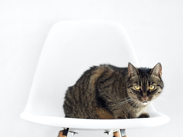wallpaper desktop minimalism cat on a chair