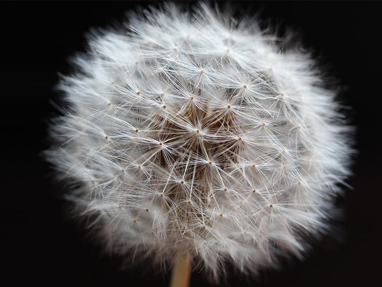 wallpaper desktop minimalism dandelion
