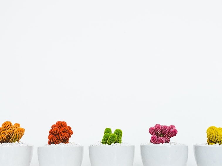 wallpaper desktop minimalism cacti