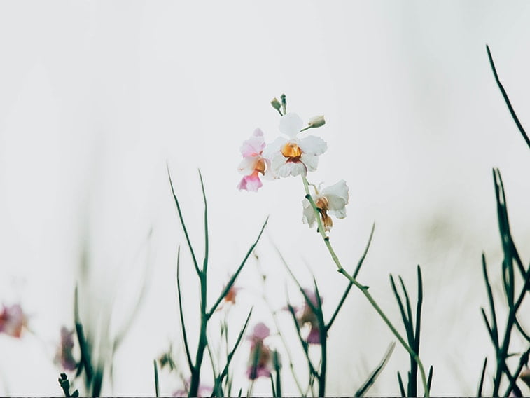 wallpaper desktop minimalism flowers