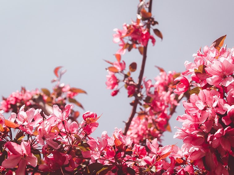 wallpaper desktop minimalism pink flowers