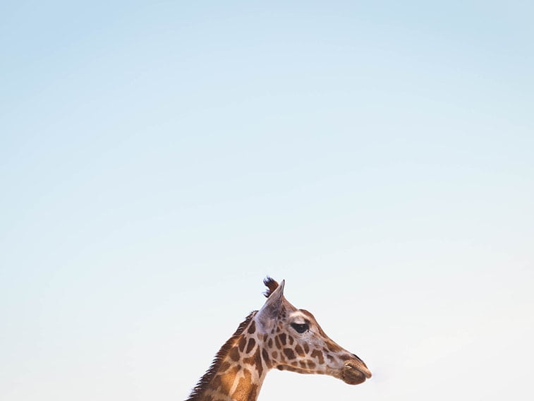 wallpaper desktop minimalism giraffe head