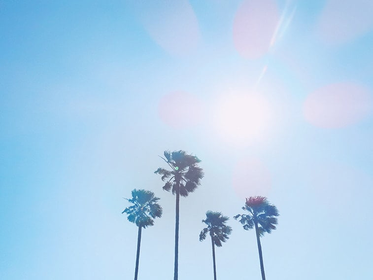 wallpaper desktop minimalism palm trees