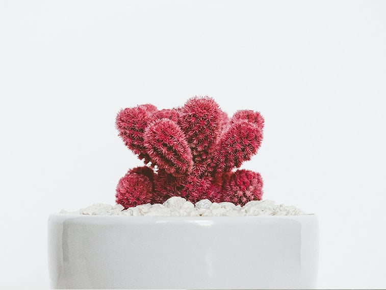 wallpaper desktop minimalism cactus red
