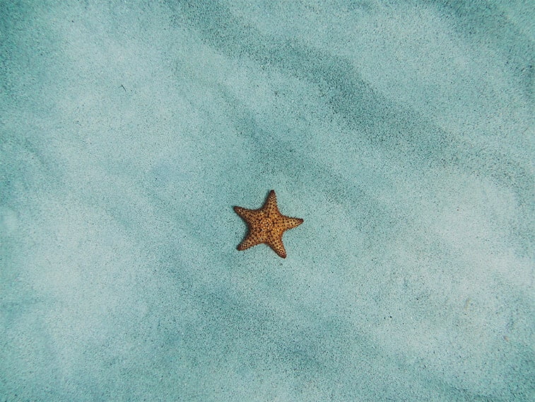 wallpaper desktop minimalism sea star