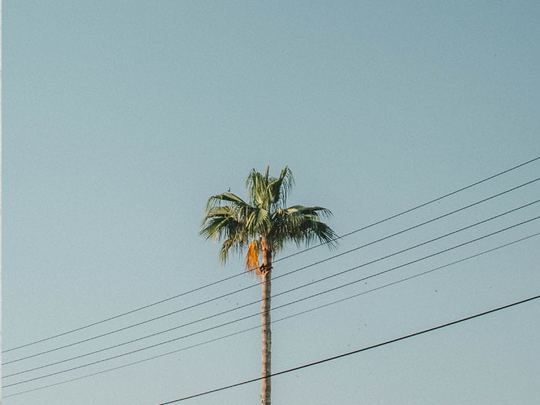wallpaper desktop minimalism palm tree