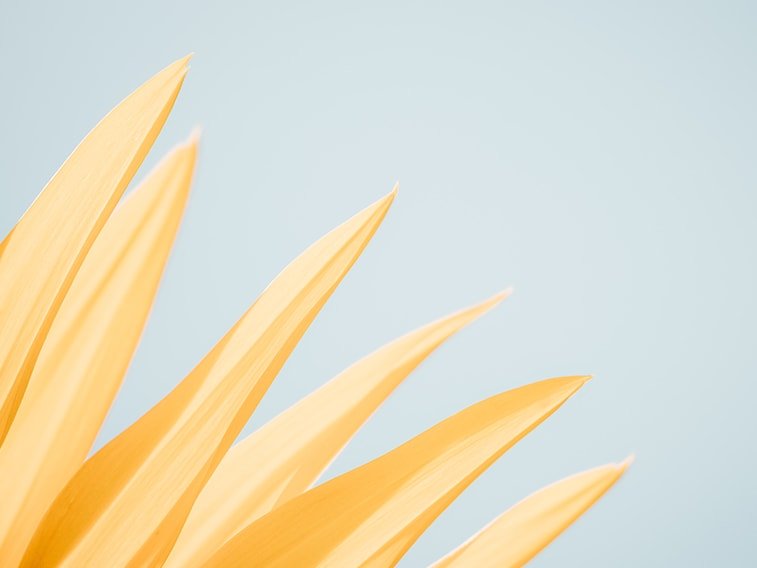 wallpaper desktop minimalism yellow sunflower